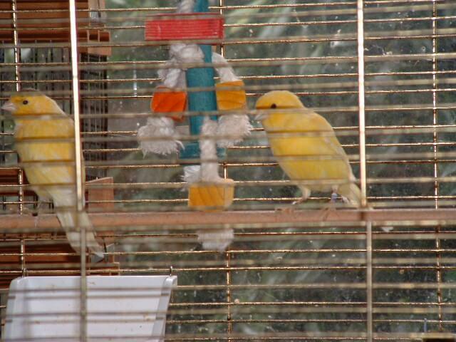 My Birds