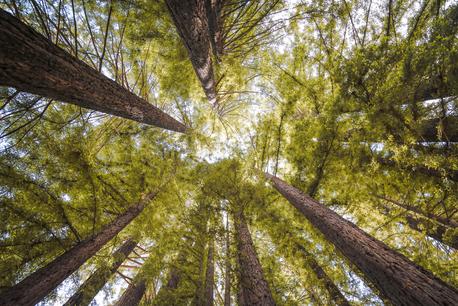 forest trees wallpaper