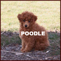 poodle maltipoo poochon bichpoo shichonpoo maltipoochon puppies for sale