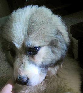 Great Pyrenees puppies ~ Wells' Providence AKC Registered Livestock Guardian Dogs and puppies