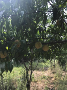 kentucky fruit food plots