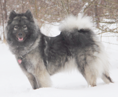 Edelweiss Eurasiers, Eurasier, Eurasier Breeed, Eurasier Puppy, Eurasier Puppies, Eurasier pup, Pacific Coast Kennel, Eurasier dog, Pet, dog, puppy, pup, Eurasier Breeder, Eurasier pups available, Eurasier dog