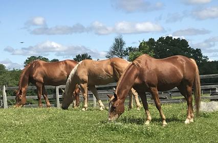 brief biography horse