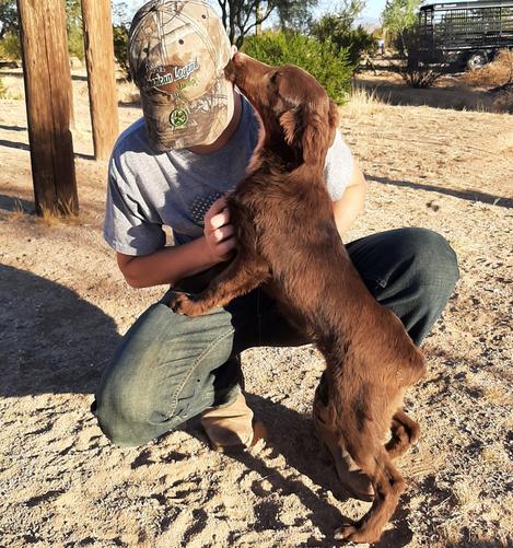 Solid red australian shepherd