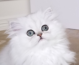 Silver tipped hot sale persian kittens