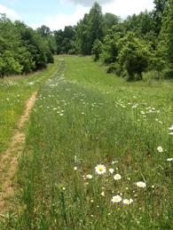 deer hunting plot