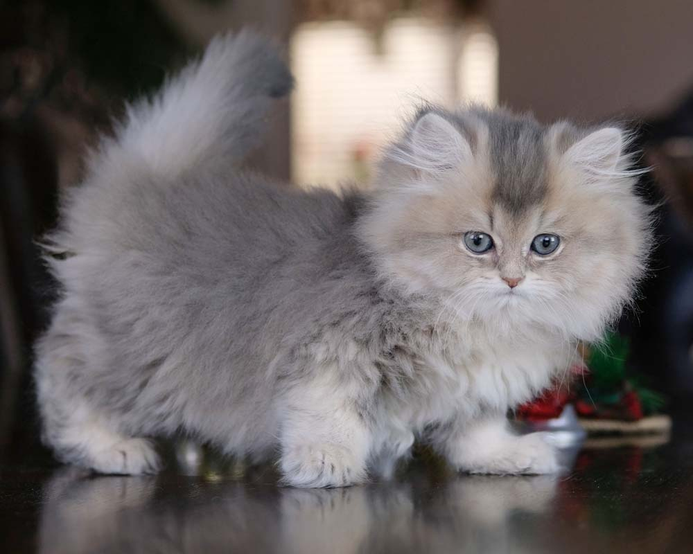 British Shorthair Longhair Cats Kittens