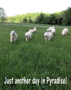 Wells Providence Great Pyrenees Livestock Guardian Dogs
