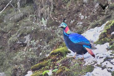 Pangolakha Wildlife Sanctuary Padamchen
