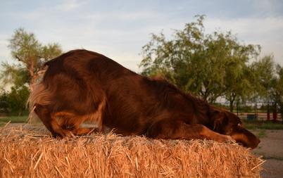 red tri australian shepherds