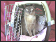 Clever Cats Livonia carrier training for vet visit