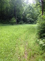 cereal rye food plot