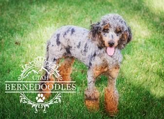 Mini merle poodle best sale