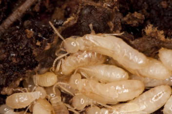 formosan subterranean termite