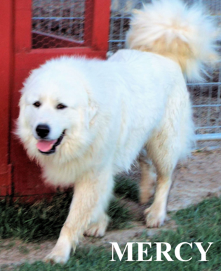 Great Pyrenees puppies ~ Wells' Providence AKC Registered Livestock Guardian Dogs and puppies