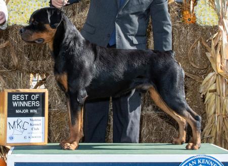 WESTERN FAMILY RANCH GOATS & AKC ROTTWEILERS FOR SALE Middle TN ...