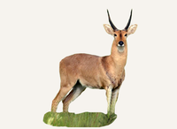 Hunting Reedbuck Ethiopia