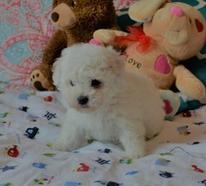 My Darling Dogs - Puppies For Sale