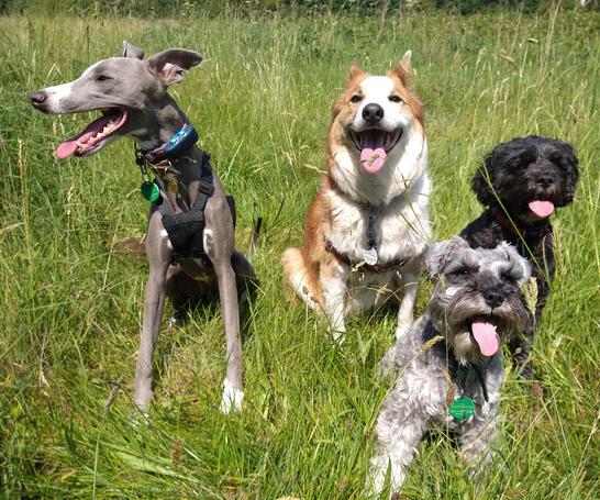 Barks In The Parks group dog walk