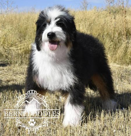 Full grown hot sale bernedoodle mini