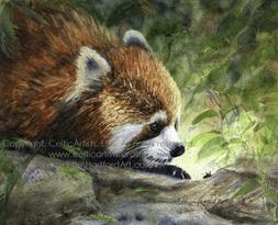 "Red Panda and Friend at Columbus Zoo", 10.5" x 8.5" Watercolor.