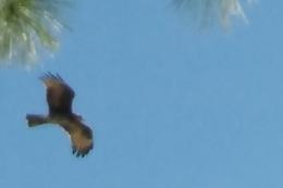 Airborne hawk