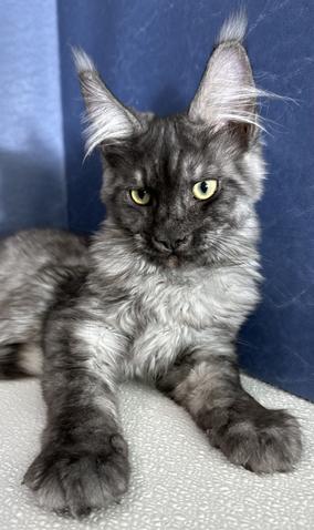 Maine Coon Kittens