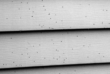 artillery fungus on vinyl siding