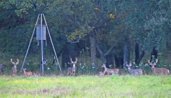Deer Hunting in Texas