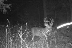 kentucky trophy whitetail