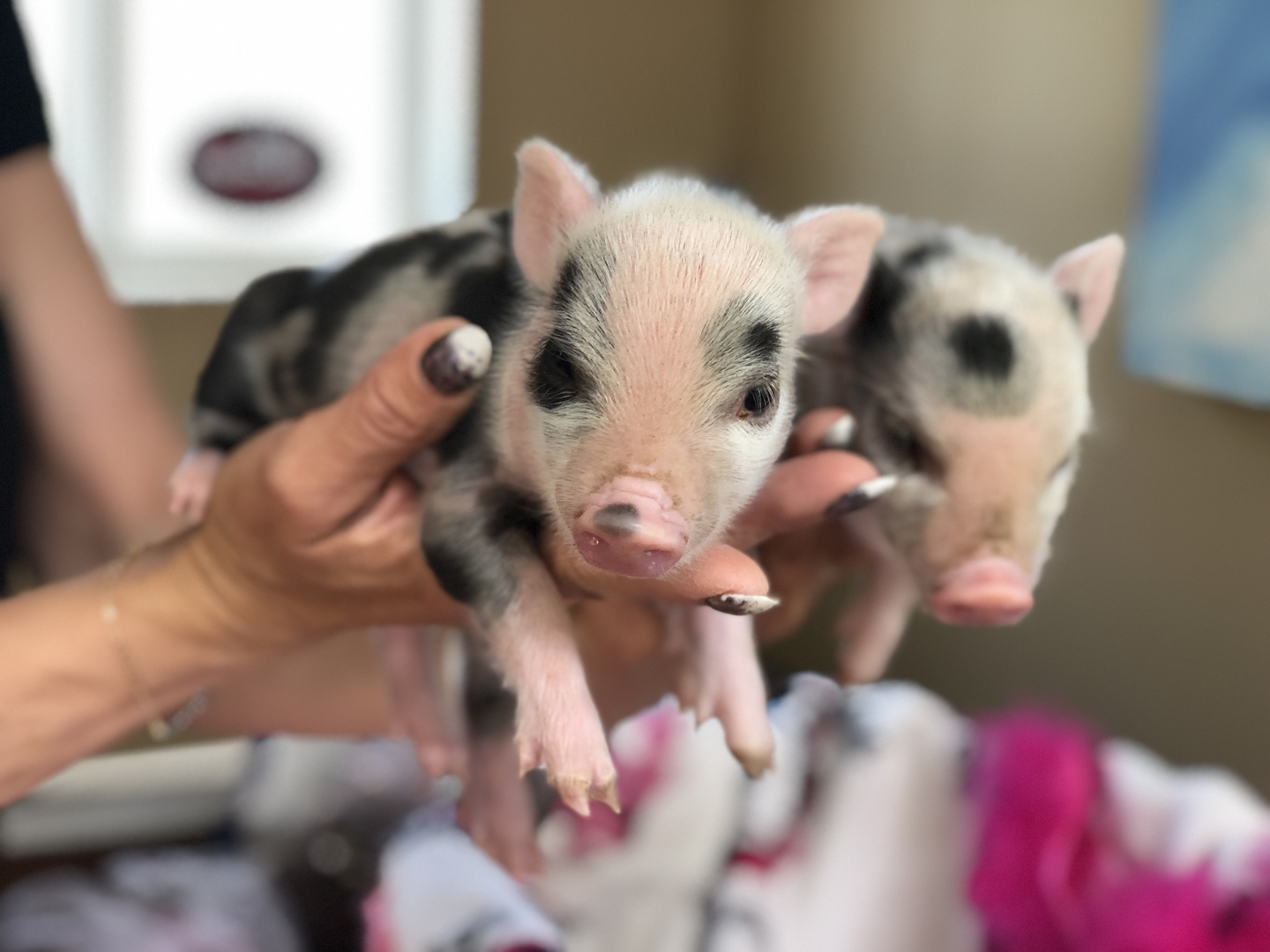 Mini Pigs WholeSale - Price List, Bulk Buy at