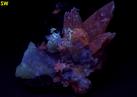 fluorescent CALCITE, FLUORITE, SPHALERITE, Cave-In-Rock (Minerva No. 1 Mine), Cave-in-Rock Sub-District, Illinois - Kentucky Fluorspar District, Hardin County, Illinois, USA