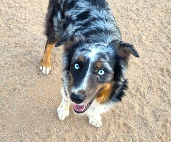 australian shepherd breeder near me