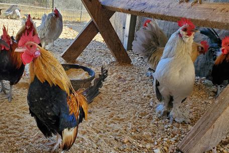 Chickens, rabbits, chicks, Bunnies, bunny San Antonio