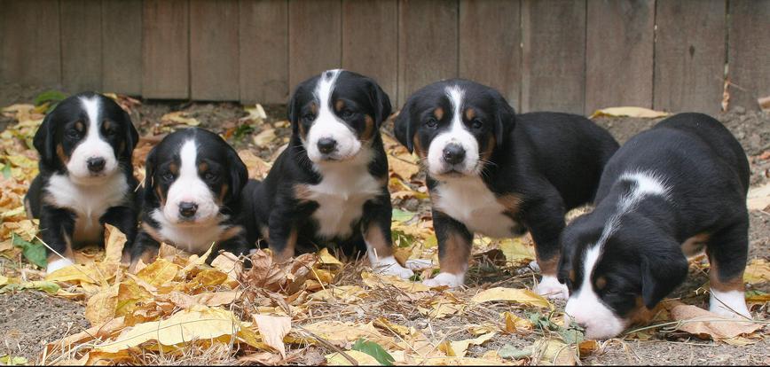 are swiss mountain dogs related to other dogs