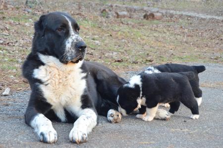 can a doberman pinscher and a central asian shepherd dog be friends