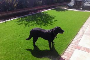 artificial turf curb