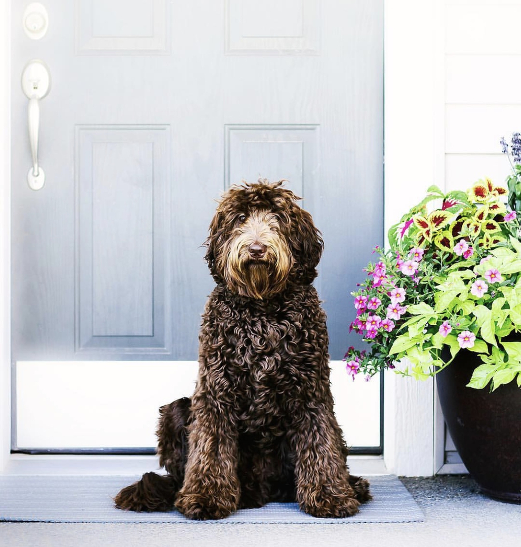 full grown australian labradoodle