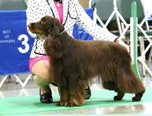 Agility Classes