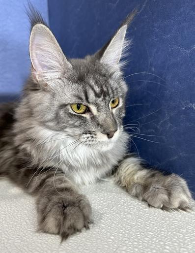 Maine Coon Kittens