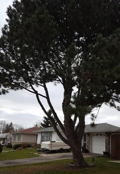 trimming pruning tree healthy