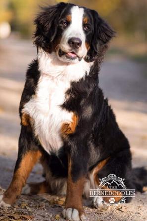 Lulu Bernese in Snow