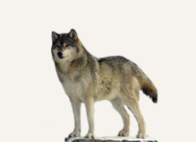 Hunting Wolf Nunavut