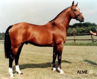 Selle Francais Stallion