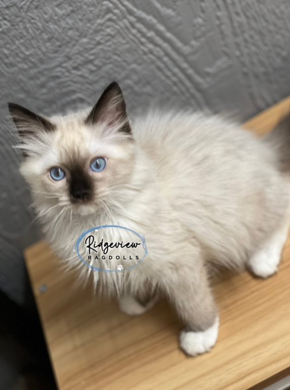 Ragdoll Kittens for sale