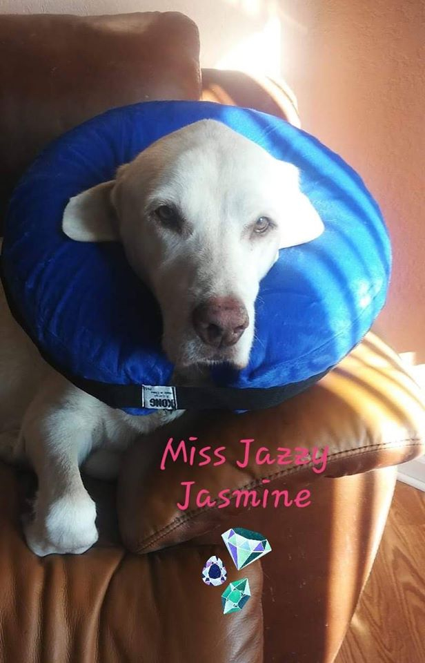 Dog neck pillow for megaesophagus best sale
