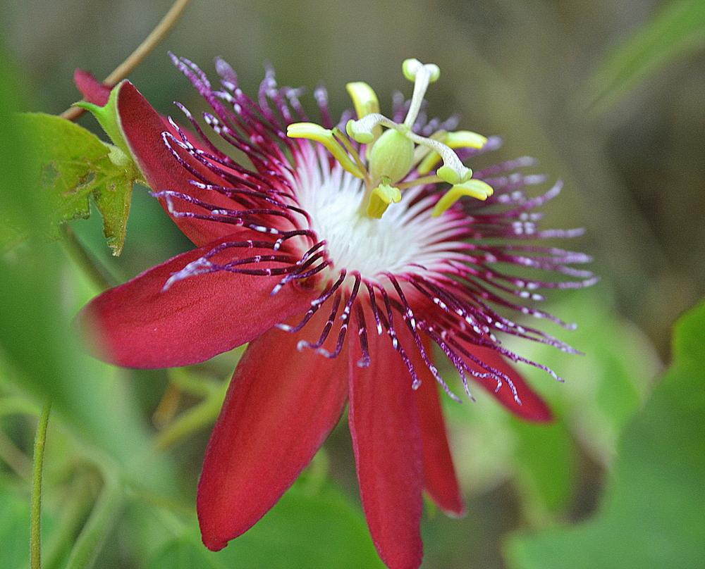 passion flower