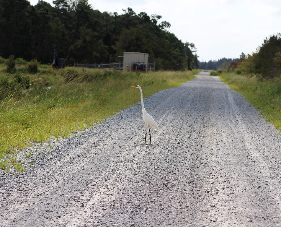 Coastal Wildlife Refuge Society Online