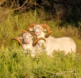 Exotic Hunting in South Texas