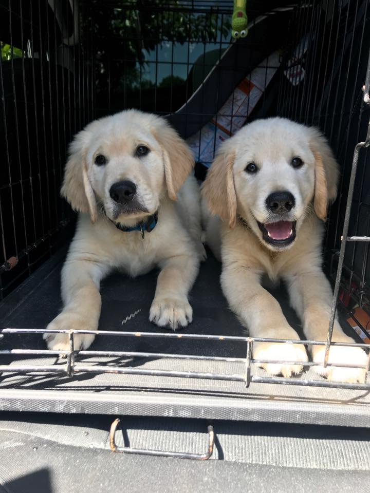 Puppy Adoption Golden Retriever Bone S Retrievers Wesley Chapel Fl